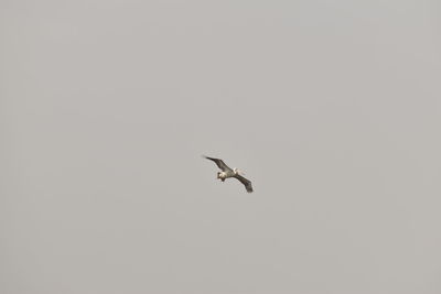 Low angle view of bird flying in sky