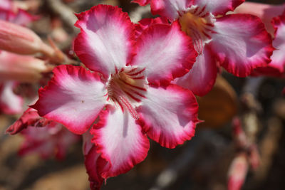 Close-up of pink cherry blossom