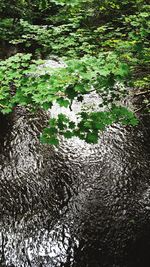 High angle view of plants in forest