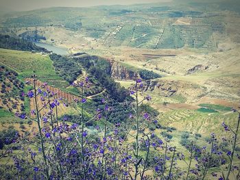 High angle view of agricultural field