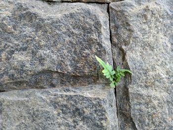 Close-up of plant growing on rock against wall