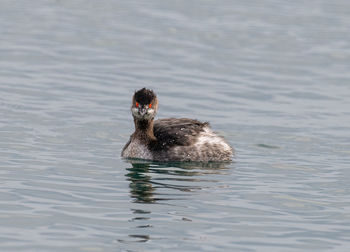 Duck swimming in a lake