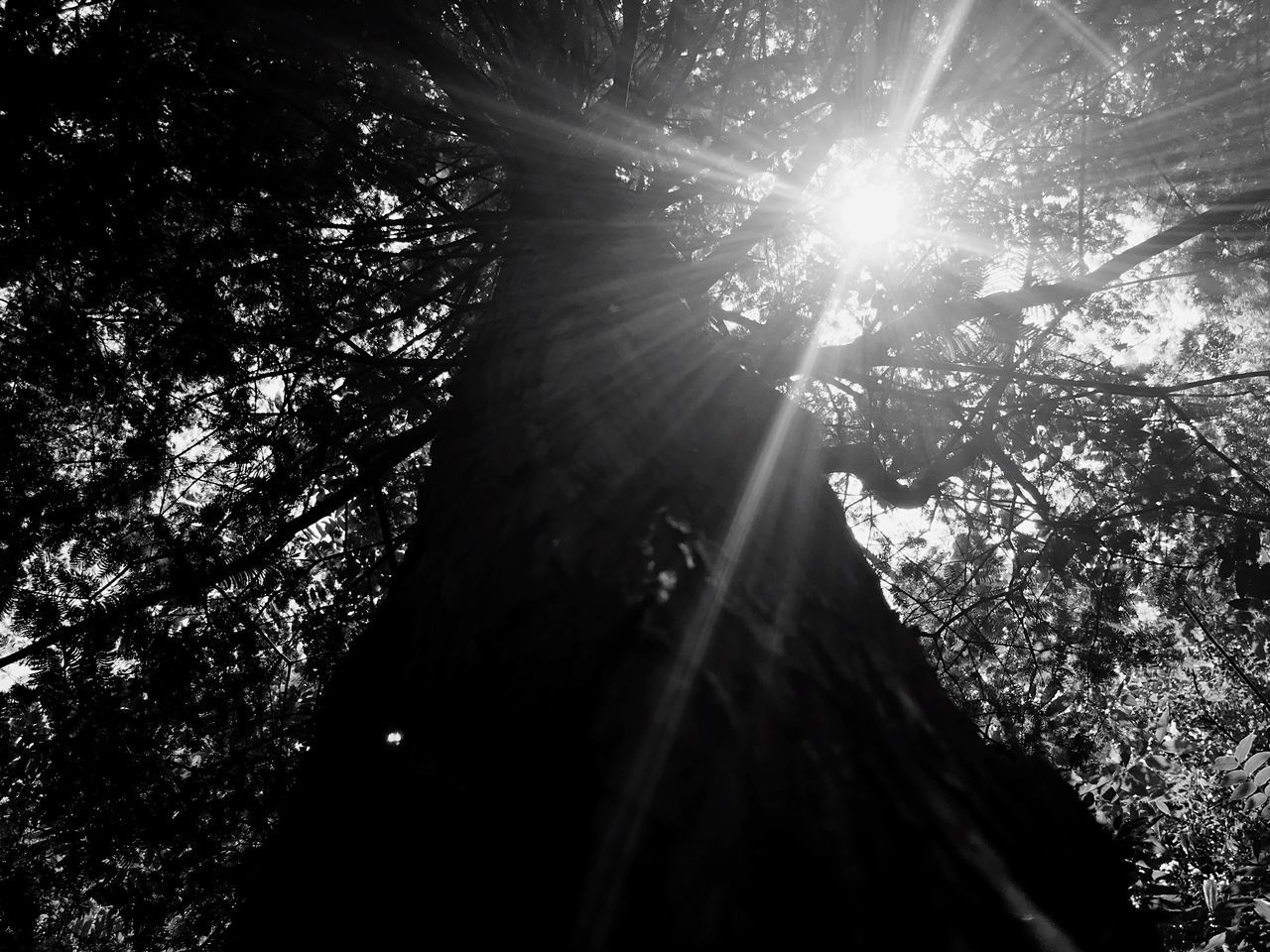 LOW ANGLE VIEW OF SUN STREAMING THROUGH TREE