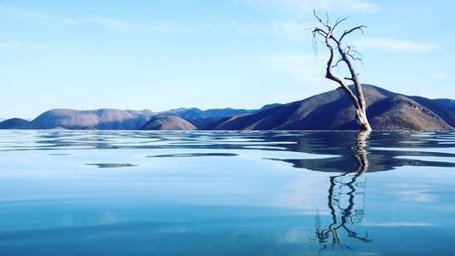 Lone bare tree with reflection in calm lake