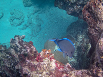 Fish swimming in sea