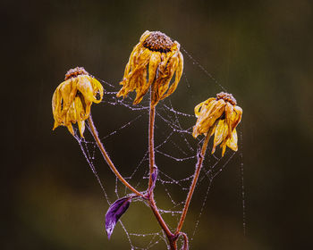 Close-up of wilted flower