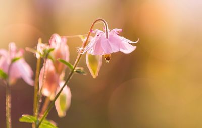 Close-up of pink flowers