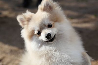 Close-up portrait of white dog