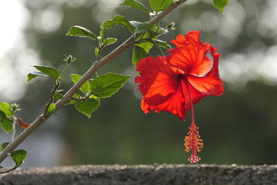 Close-up of red hibiscus on plant