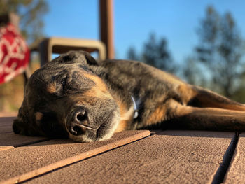 Porch dog soaking up the sun