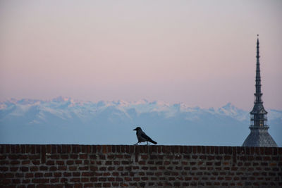 Low angle view of bird on building against sky.  turin, mole antonelliana with crow
