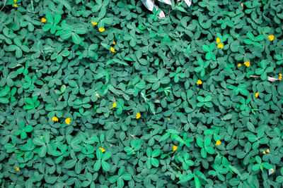 Full frame shot of leaves