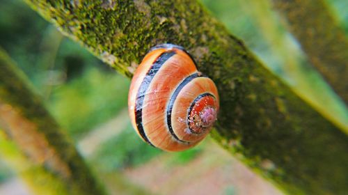 Close-up of snail on branch