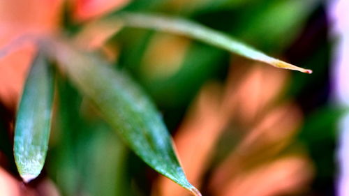 Close up of leaf