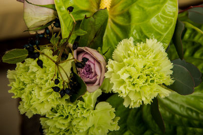 Close-up of rose plant