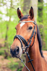 Close-up of a horse