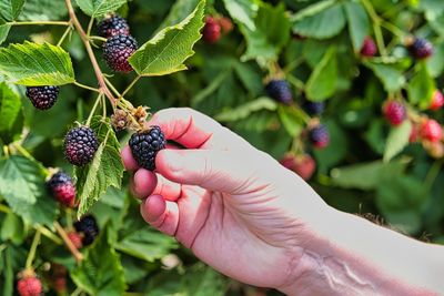 Harvesting ripe blackberries.