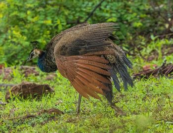 Close-up of a bird on field