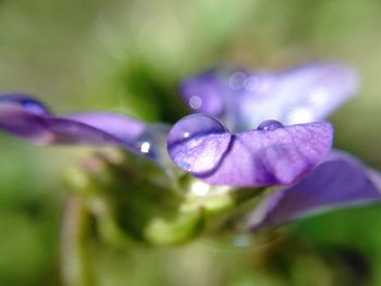 Close-up of purple flower