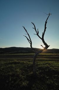 Bare tree on field against clear sky