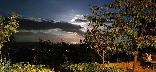 Plants and trees against sky during sunset