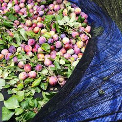 High angle view of plums in container