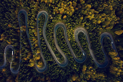 High angle view of flowering plants in park