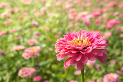 Close-up of pink dahlia flower on field