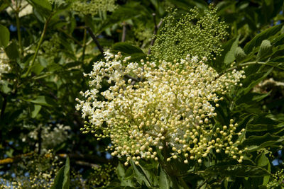 Close-up of flowering plant