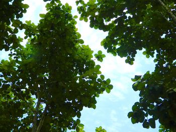 Low angle view of tree against sky