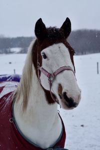 Close-up of horse