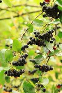 Close-up of berries growing on tree