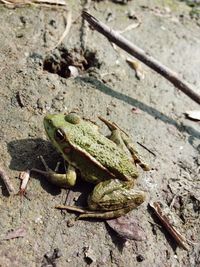 High angle view of frog on field