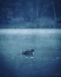 View of bird swimming in sea