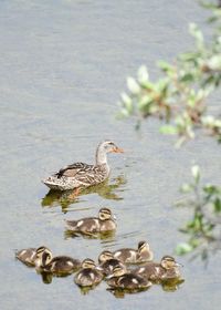 Close-up of duck swimming in lake