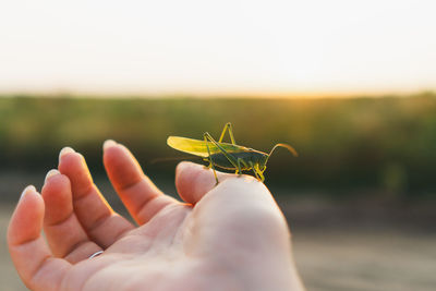 Close-up of hand holding grasshopper