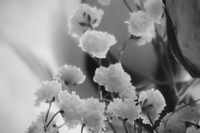 Close-up of white flowers