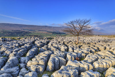 Scenic view of landscape against clear sky