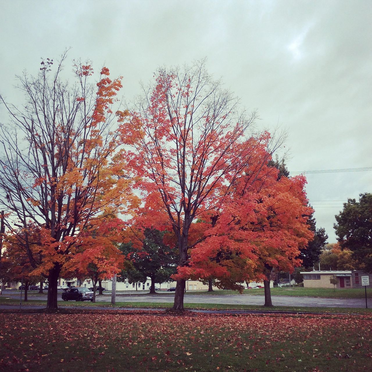 autumn, tree, season, change, branch, nature, bare tree, sky, beauty in nature, tranquility, road, orange color, red, leaf, tree trunk, outdoors, day, growth, tranquil scene, no people