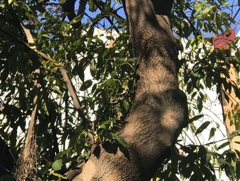 Low angle view of lizard on tree