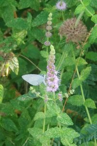 Close-up of purple flowering plant