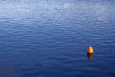 Close-up of duck floating on lake