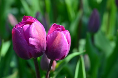 Close-up of pink tulip flower in park