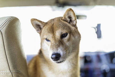 Close-up portrait of a dog