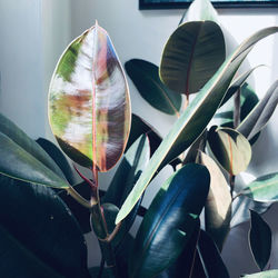 Close-up of plants with reflection