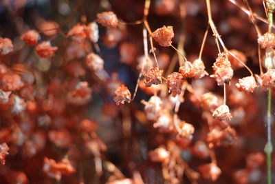 Close-up of berries on plant