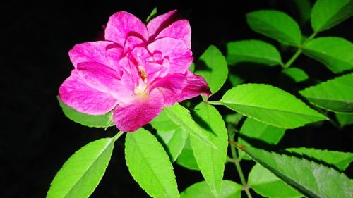 Close-up of pink flowers