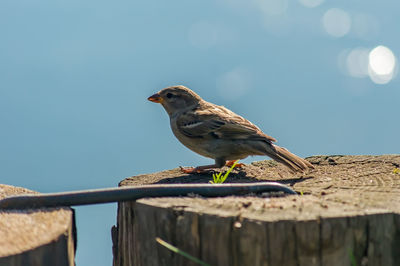 Low angle view of bird perching on wood against sky