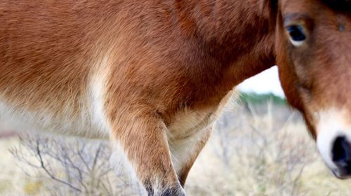 Close-up of horse on field