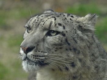 Close-up of a cat looking away